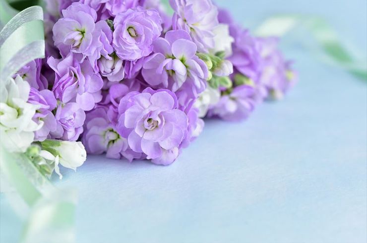 紫の花